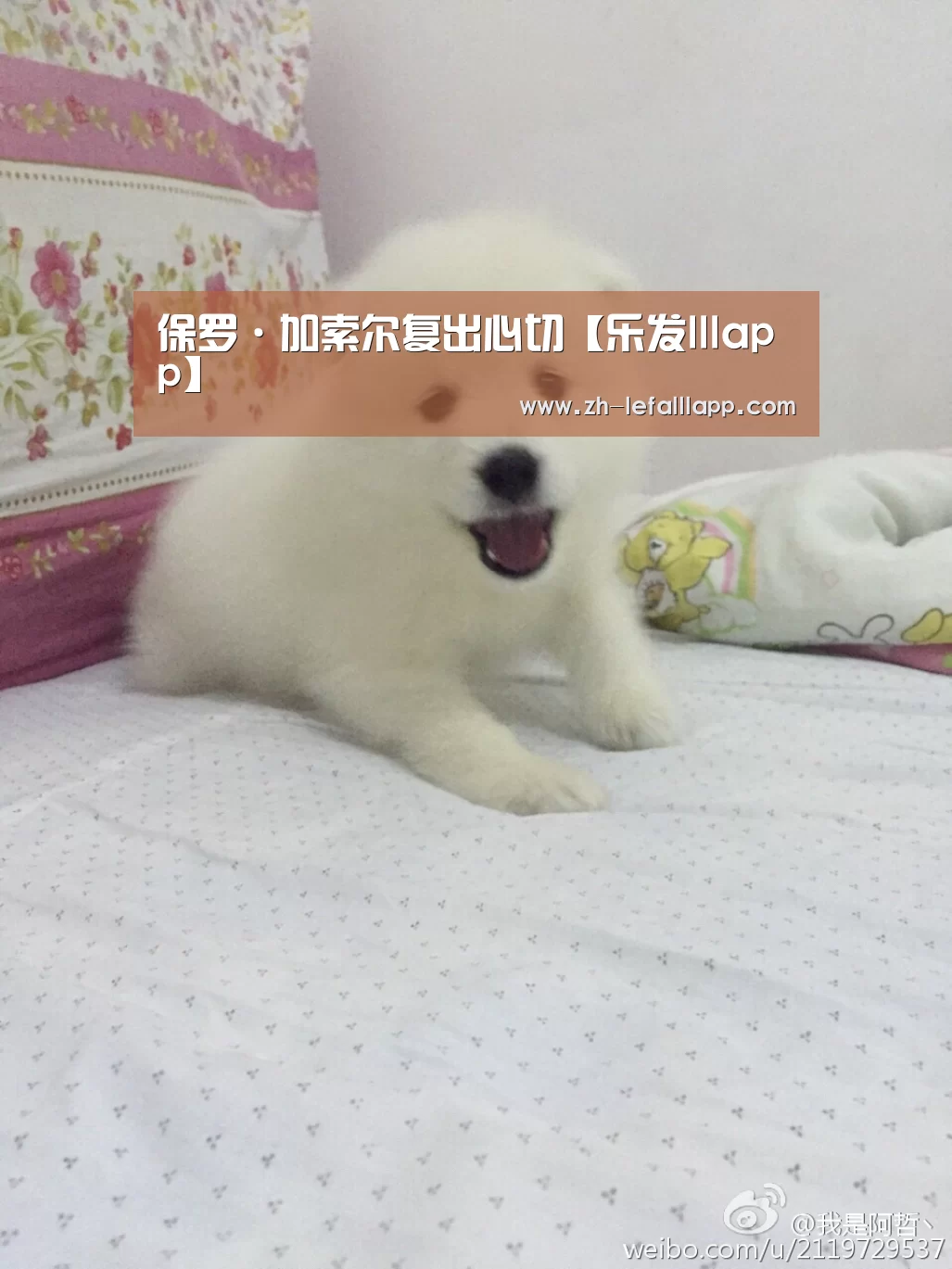 乐发lllapp